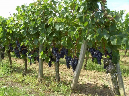 Ceps de vignes